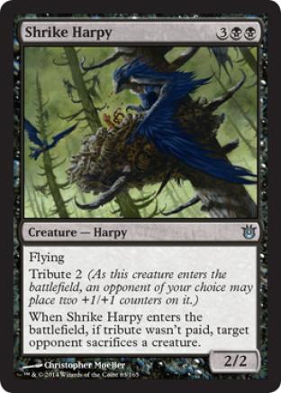 Shrike Harpy