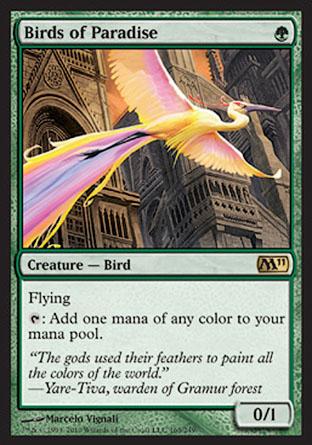Birds of Paradise