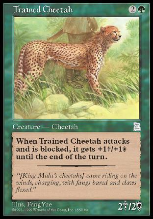 Trained Cheetah