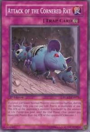 Attack of the Cornered Rat